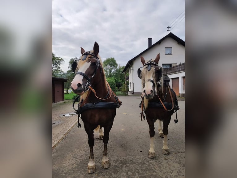 Black Forest Horse Mare 10 years 15,2 hh Chestnut in Rutsweiler/Lauter