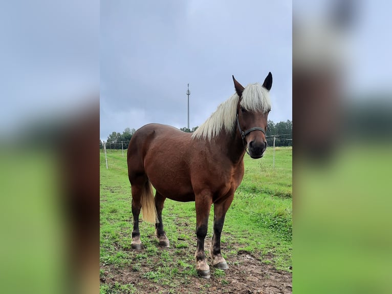 Black Forest Horse Mix Mare 11 years 14,3 hh Chestnut-Red in Bernstadt auf dem Eigen