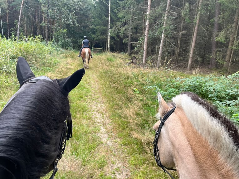 Black Forest Horse Mix Mare 11 years 14,3 hh Chestnut-Red in Bernstadt auf dem Eigen