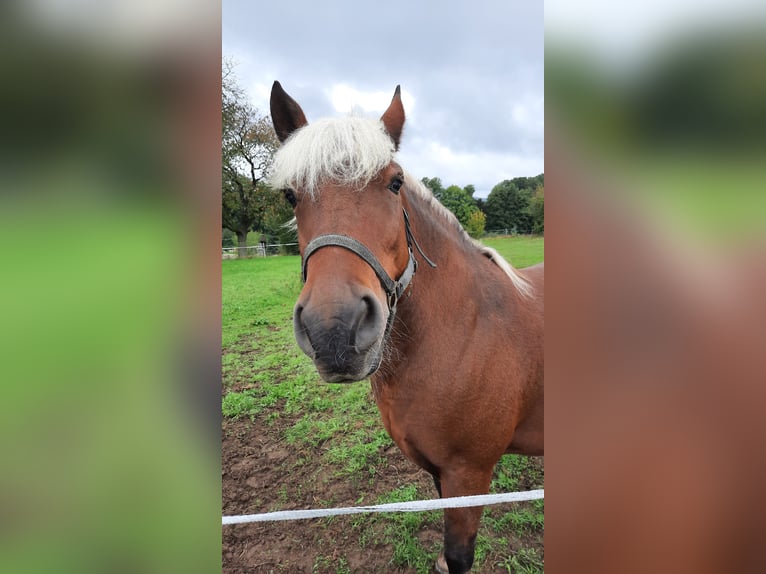 Black Forest Horse Mix Mare 11 years 14,3 hh Chestnut-Red in Bernstadt auf dem Eigen