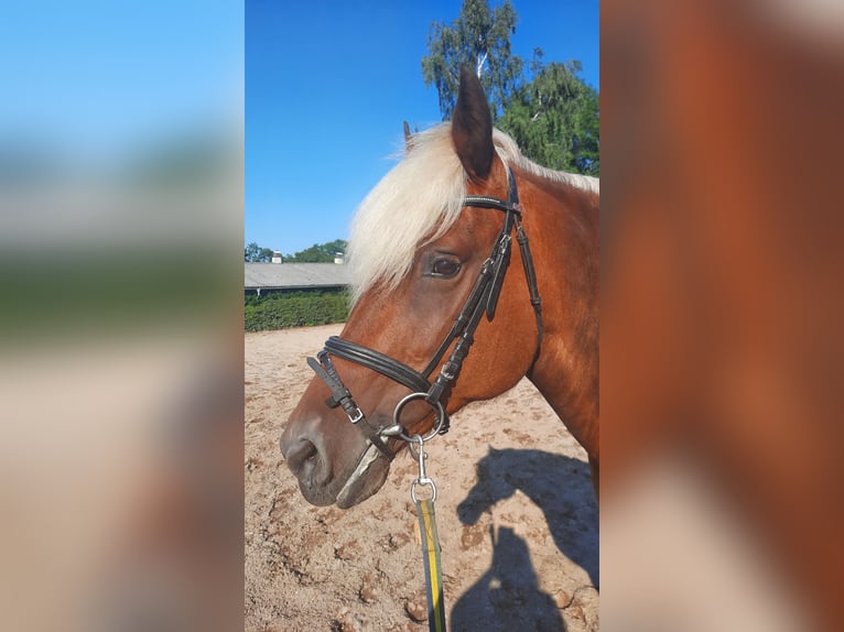 Black Forest Horse Mix Mare 11 years 14,3 hh Chestnut-Red in Bernstadt auf dem Eigen