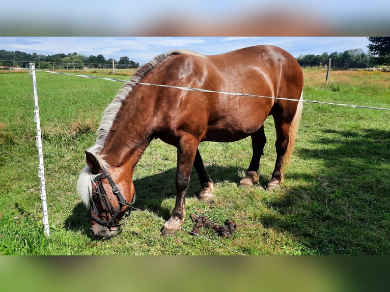 Black Forest Horse Mix Mare 11 years 14,3 hh Chestnut-Red in Bernstadt auf dem Eigen