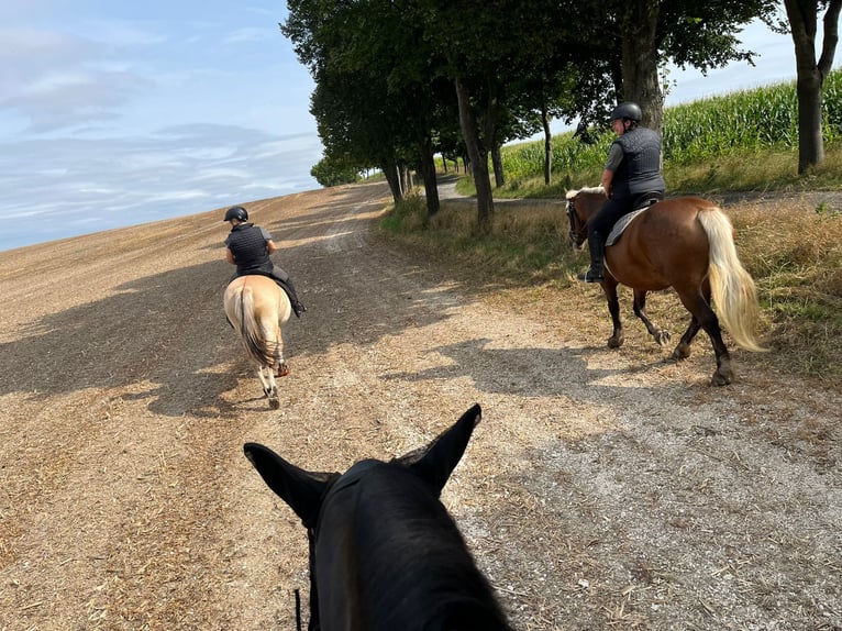 Black Forest Horse Mix Mare 11 years 14,3 hh Chestnut-Red in Bernstadt auf dem Eigen