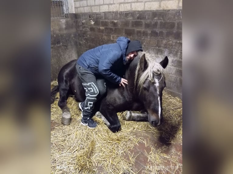 Black Forest Horse Mare 11 years 14,2 hh Chestnut in Gangelt