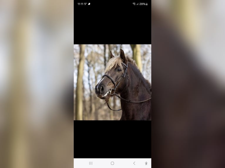 Black Forest Horse Mare 11 years 14,2 hh Chestnut in Gangelt