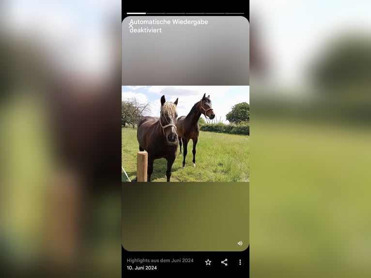 Black Forest Horse Mare 11 years 14,2 hh Chestnut in Gangelt