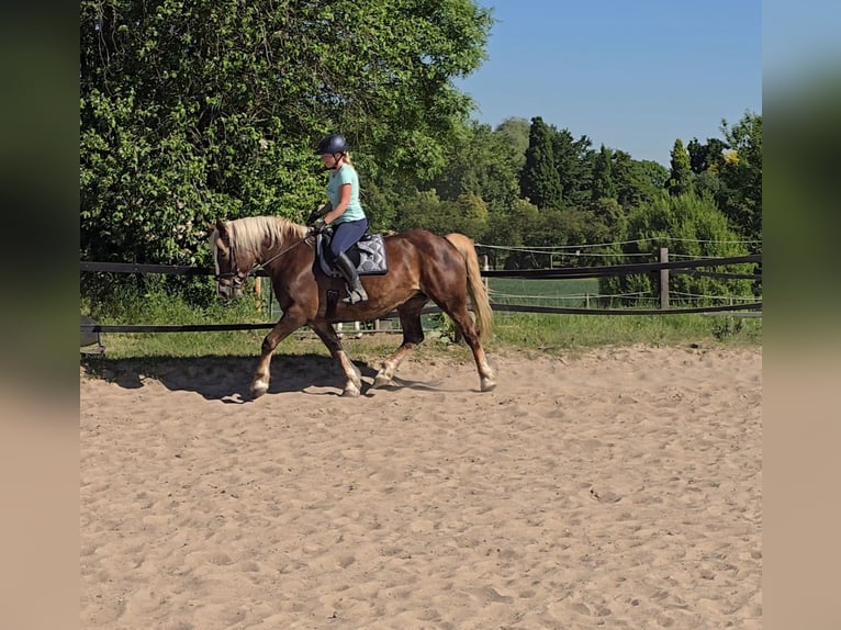 Black Forest Horse Mix Mare 11 years 15,1 hh Chestnut in Mülheim an der Ruhr