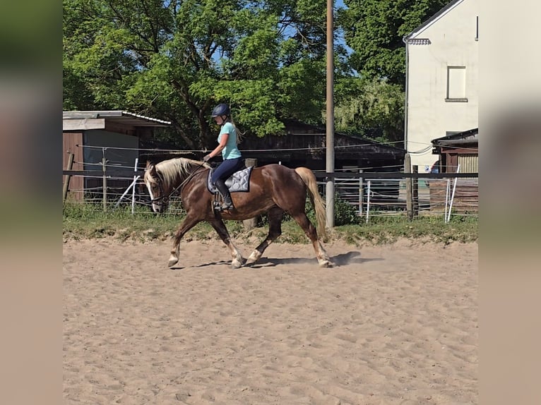 Black Forest Horse Mix Mare 11 years 15,1 hh Chestnut in Mülheim an der Ruhr
