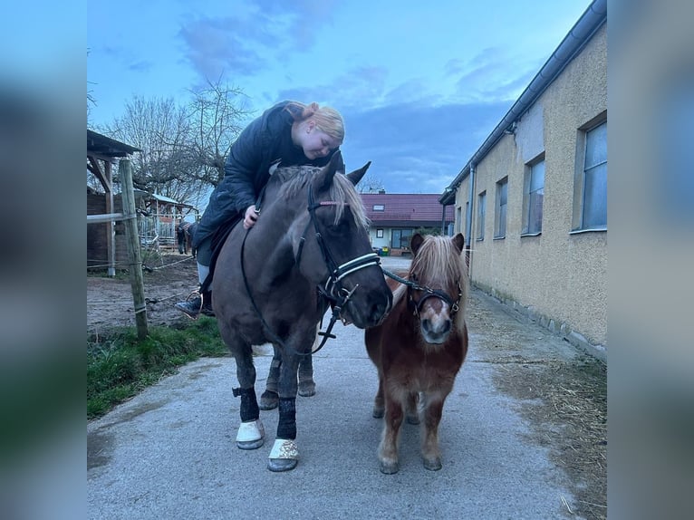 Black Forest Horse Mix Mare 13 years 14,1 hh Chestnut in Ludwigsburg