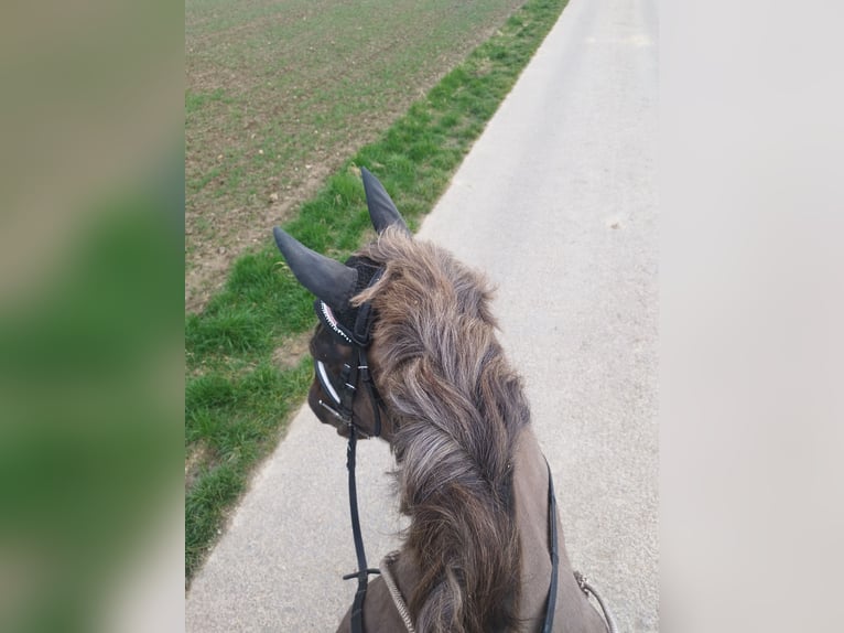 Black Forest Horse Mix Mare 13 years 14,1 hh Chestnut in Ludwigsburg