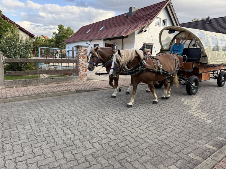 Black Forest Horse Mare 13 years 14.3 hh Chestnut-Red in Freyburg