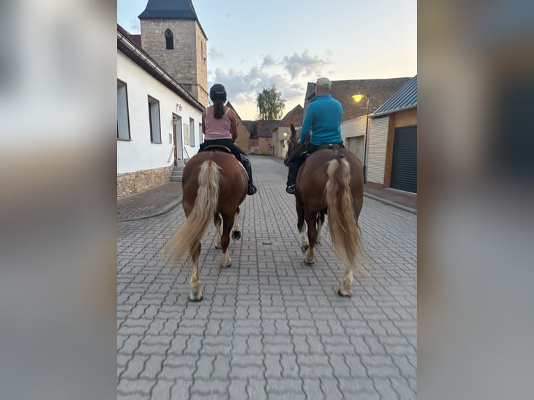 Black Forest Horse Mare 13 years 14.3 hh Chestnut-Red in Freyburg