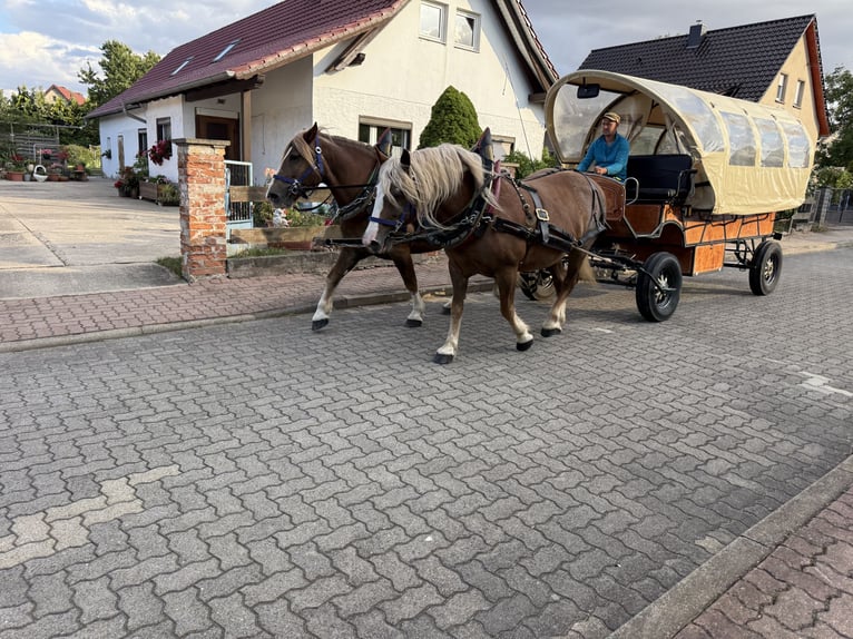 Black Forest Horse Mare 13 years 14.3 hh Chestnut-Red in Freyburg