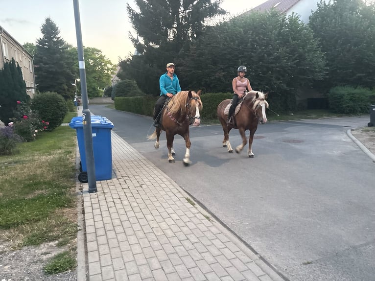 Black Forest Horse Mare 13 years 14.3 hh Chestnut-Red in Freyburg