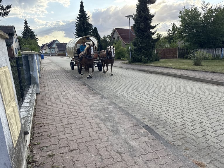 Black Forest Horse Mare 13 years 14.3 hh Chestnut-Red in Freyburg