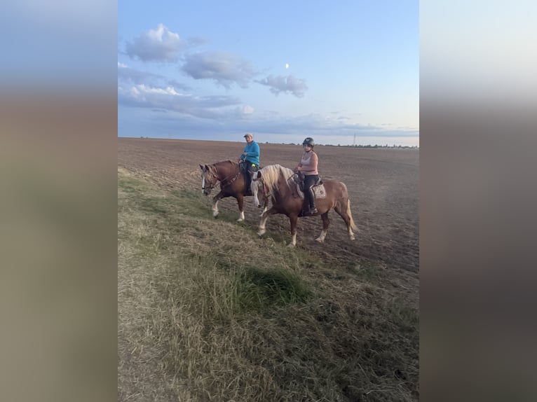 Black Forest Horse Mare 13 years 14.3 hh Chestnut-Red in Freyburg