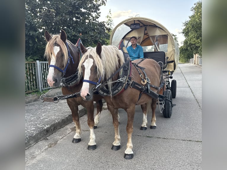 Black Forest Horse Mare 13 years 14.3 hh Chestnut-Red in Freyburg
