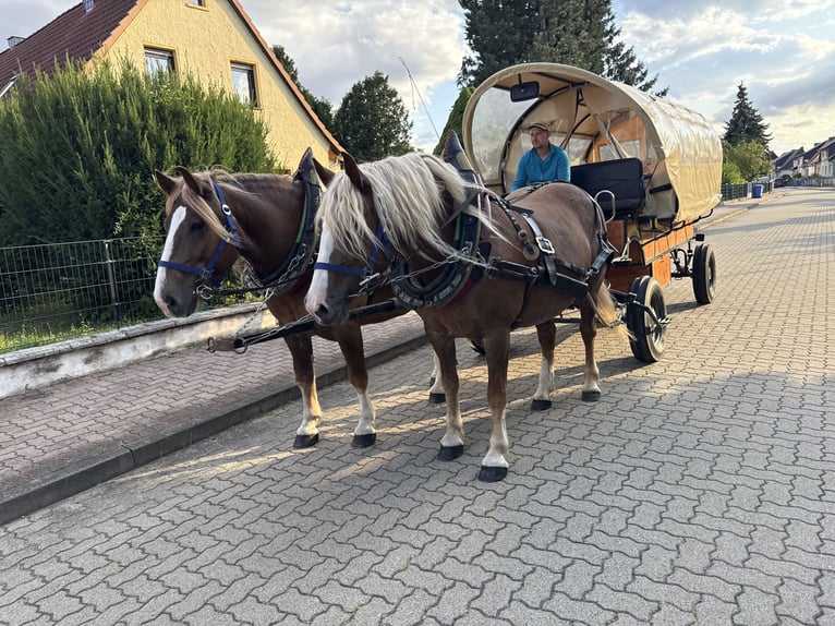 Black Forest Horse Mare 13 years 14.3 hh Chestnut-Red in Freyburg