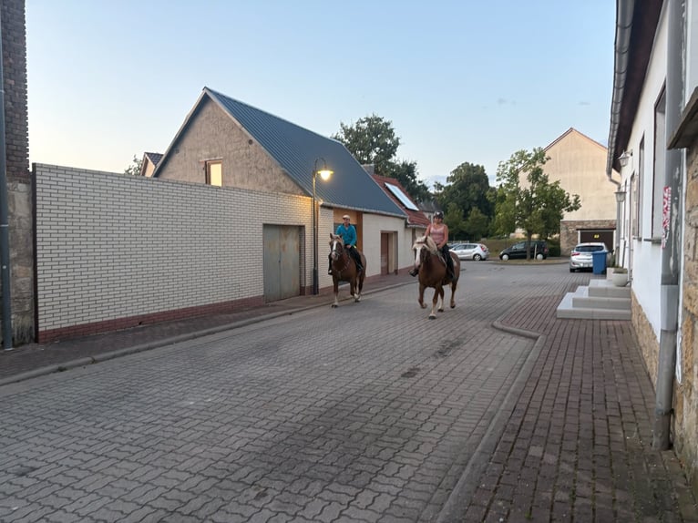 Black Forest Horse Mare 13 years 14.3 hh Chestnut-Red in Freyburg
