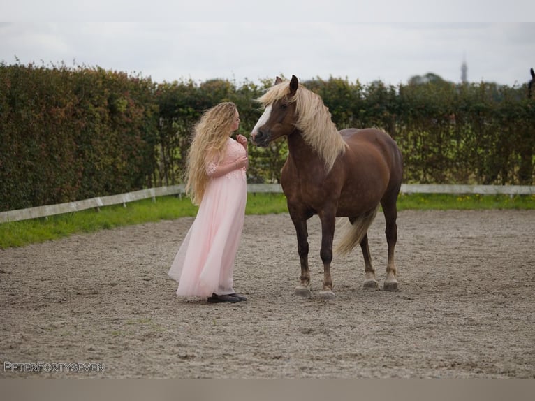 Black Forest Horse Mare 13 years 15 hh Brown in Egmond aan den hoef