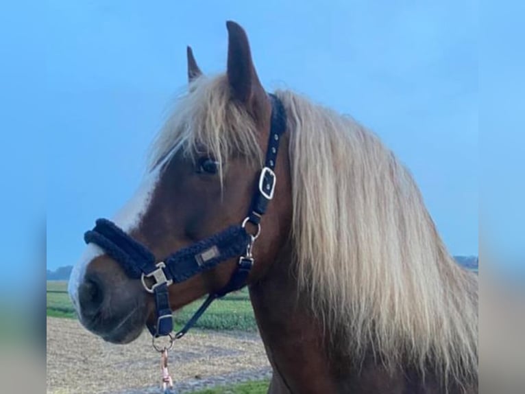 Black Forest Horse Mare 13 years 15 hh Brown in Egmond aan den hoef