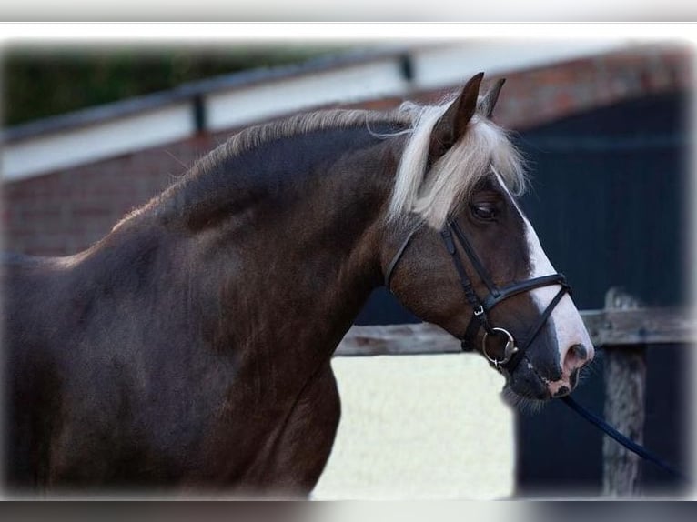 Black Forest Horse Mare 13 years 15 hh Brown in Egmond aan den hoef