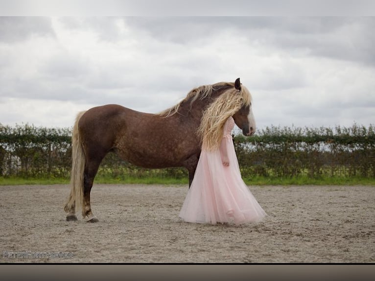 Black Forest Horse Mare 13 years 15 hh Brown in Egmond aan den hoef