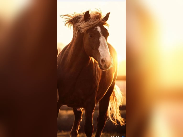 Black Forest Horse Mare 13 years 15 hh Brown in Egmond aan den hoef