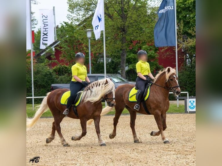 Black Forest Horse Mare 13 years 15 hh Chestnut in Eberbach