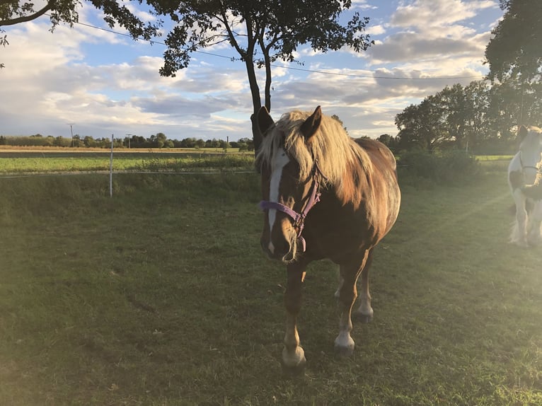 Black Forest Horse Mix Mare 14 years 13,2 hh Chestnut-Red in Canitz