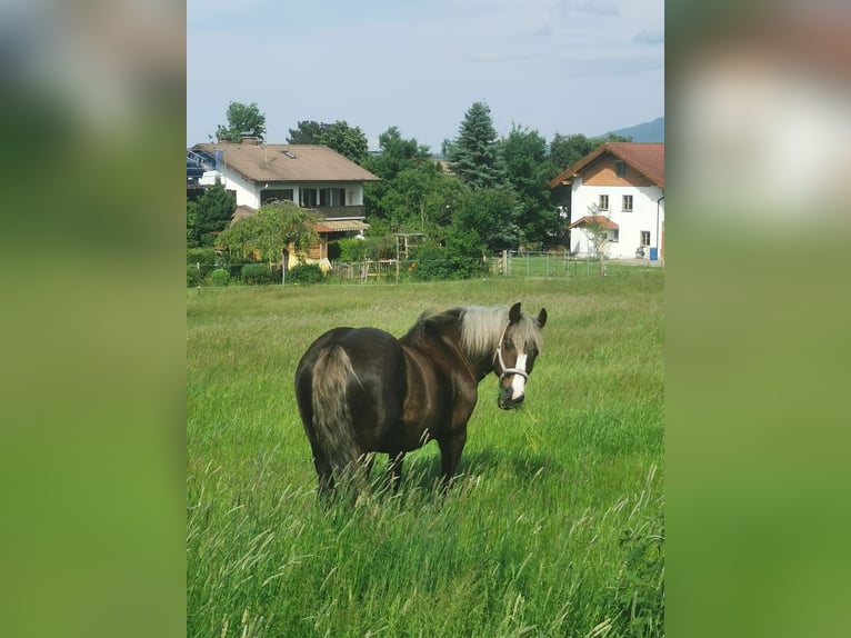 Black Forest Horse Mare 14 years 14,2 hh Bay-Dark in Füssen