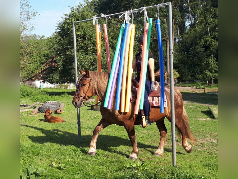 Black Forest Horse Mix Mare 14 years 14,3 hh Roan-Red in Bayerbach