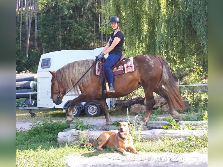 Black Forest Horse Mix Mare 14 years 14,3 hh Roan-Red in Bayerbach