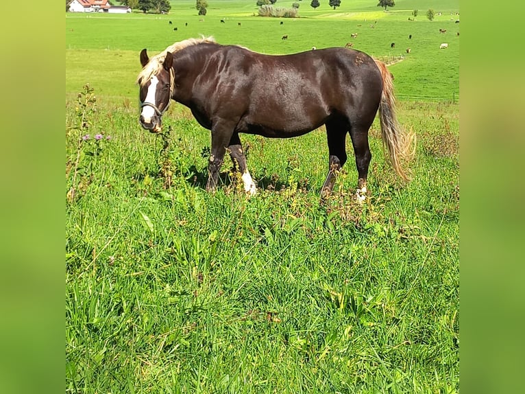 Black Forest Horse Mare 14 years 15 hh Chestnut in Altusried