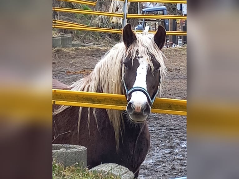 Black Forest Horse Mare 14 years 15 hh Chestnut in Altusried