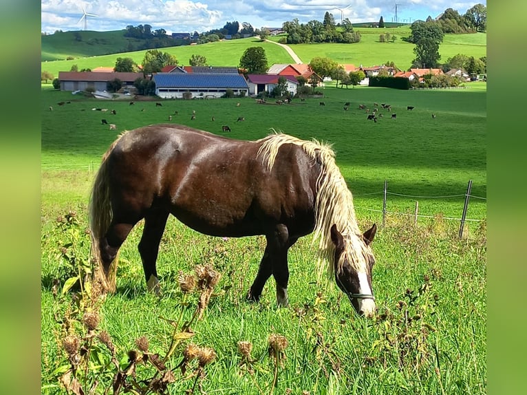 Black Forest Horse Mare 14 years 15 hh Chestnut in Altusried