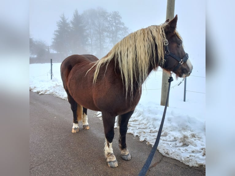 Black Forest Horse Mare 14 years 15 hh Chestnut in Altusried
