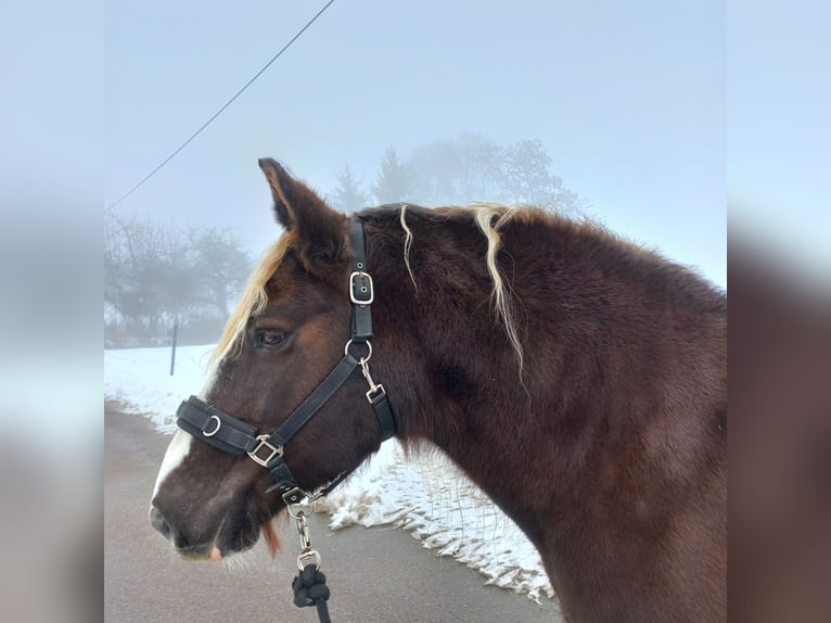 Black Forest Horse Mare 14 years 15 hh Chestnut in Altusried