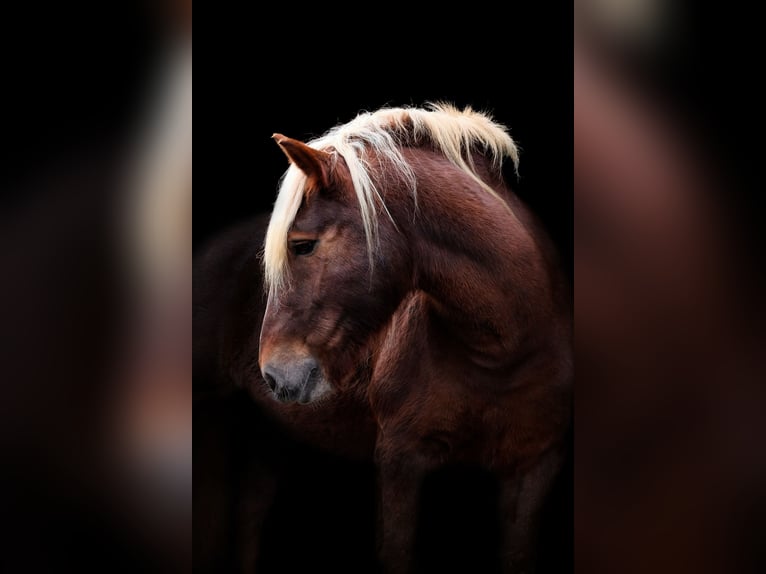 Black Forest Horse Mare 14 years 15 hh Chestnut in Eberbach