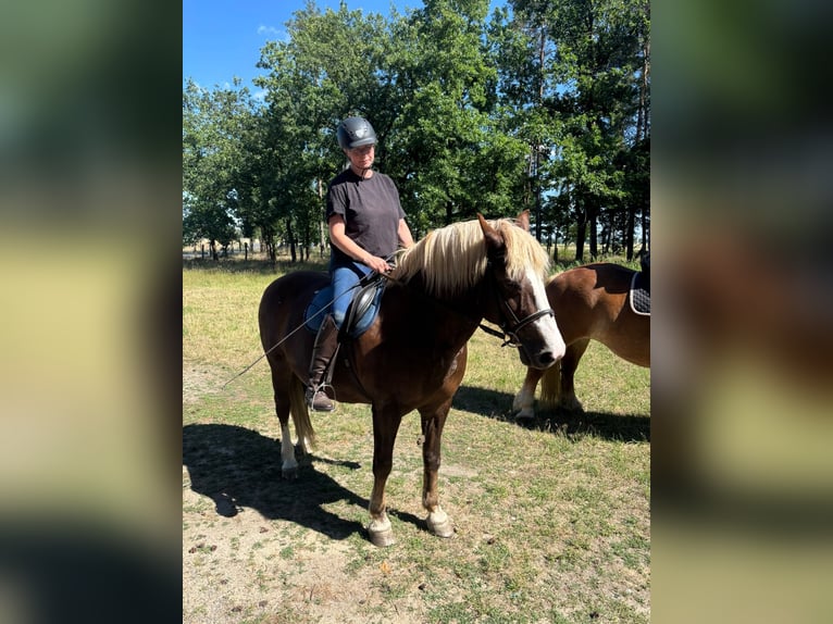 Black Forest Horse Mare 16 years 14.1 hh Chestnut in Ralbitz-Rosenthal