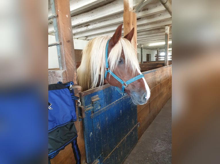 Black Forest Horse Mare 16 years 15,2 hh Chestnut-Red in Dornhan