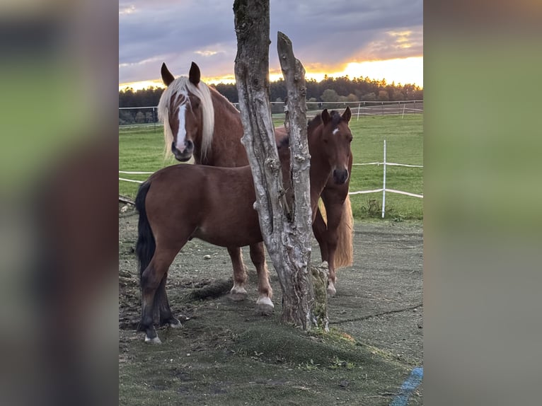 Black Forest Horse Mare 16 years 15,2 hh Chestnut-Red in Dornhan