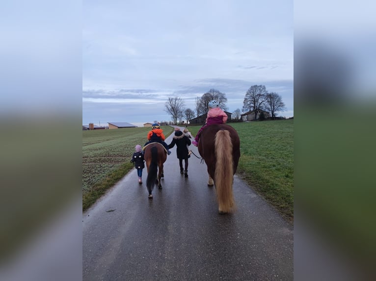 Black Forest Horse Mare 16 years 15,2 hh Chestnut-Red in Dornhan