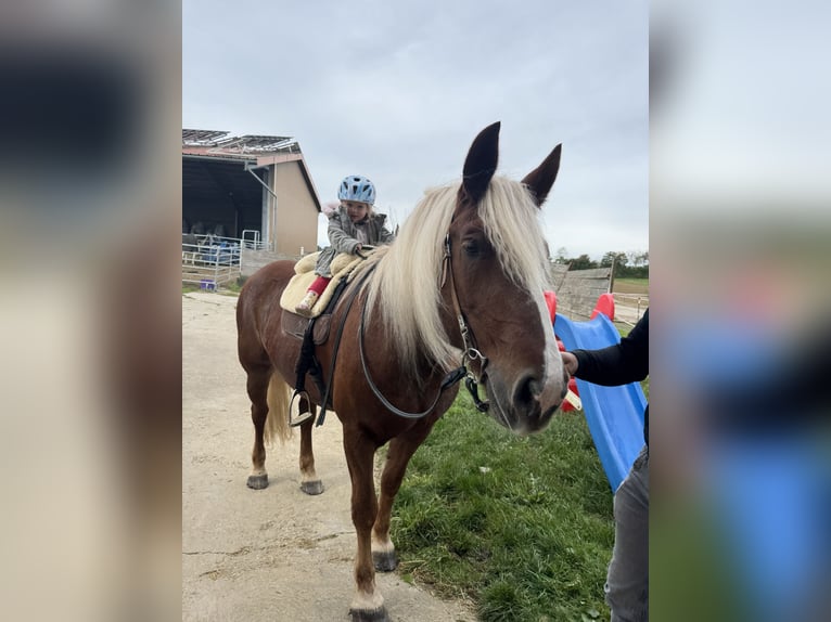 Black Forest Horse Mare 16 years 15,2 hh Chestnut-Red in Dornhan
