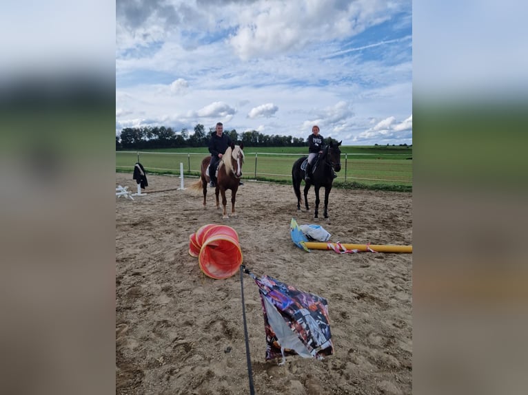 Black Forest Horse Mare 16 years 15,2 hh Chestnut-Red in Dornhan