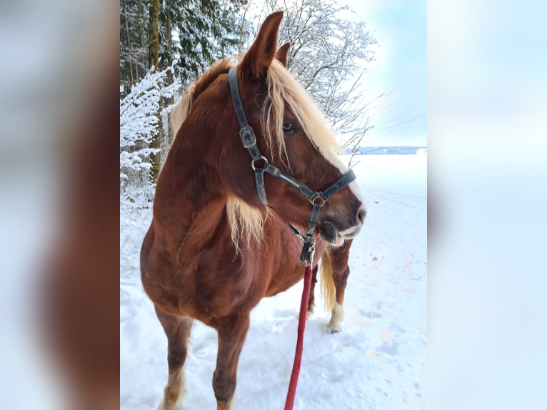 Black Forest Horse Mare 17 years 14,3 hh Chestnut-Red in Bingen