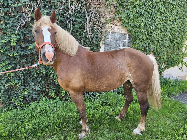 Black Forest Horse Mare 19 years 15,1 hh Chestnut-Red in Karlstadt
