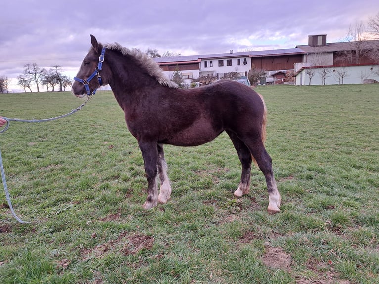Black Forest Horse Mare 1 year 14,3 hh Chestnut in Sulz am Neckar