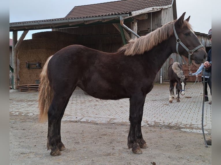 Black Forest Horse Mare 1 year 14,3 hh Chestnut in Sulz am Neckar