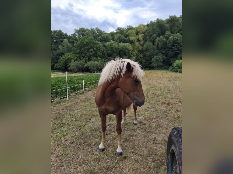 Black Forest Horse Mix Mare 1 year 15.1 hh Chestnut in Thale